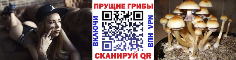 Псилоцибиновые грибы прущие грибы  Константиновск 